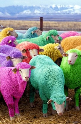 mulit_coloured_sheep_by_cooldawg-d3houjw