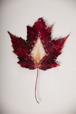embroidered Maple leaf artistry of Hillary Fayle