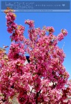 apple blossoms-3